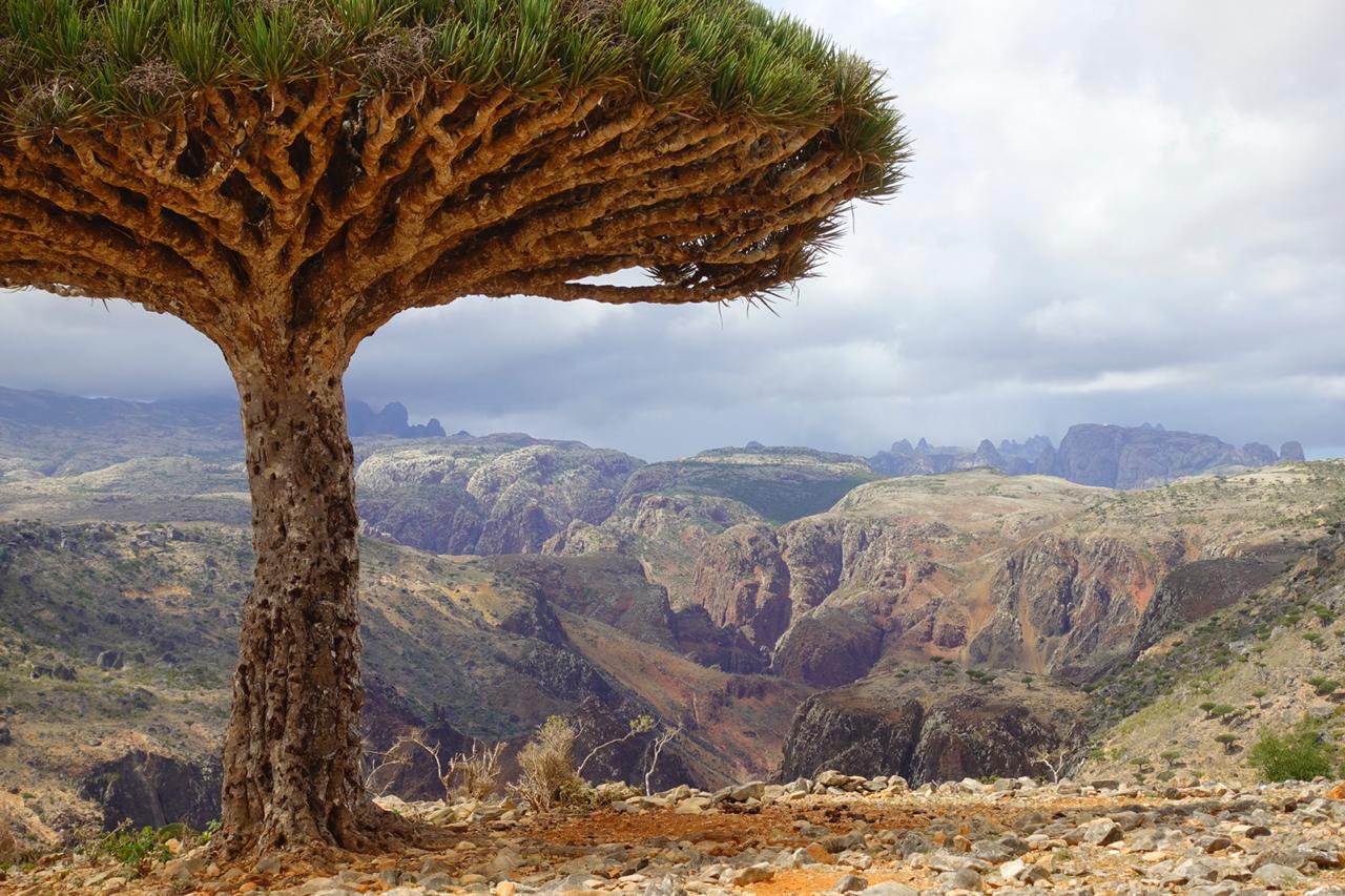 Yalla Travel Socotra