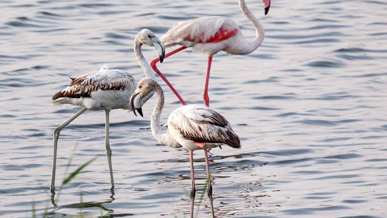 https://livehealthymag.com/wp-content/uploads/2020/06/flamingoes-1280x720.jpg