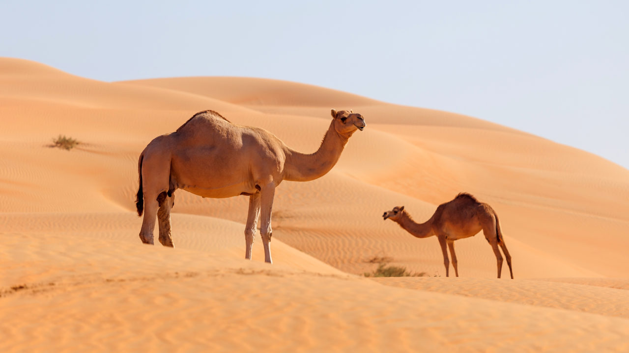 https://livehealthymag.com/wp-content/uploads/2020/07/camels-1280x720.jpg