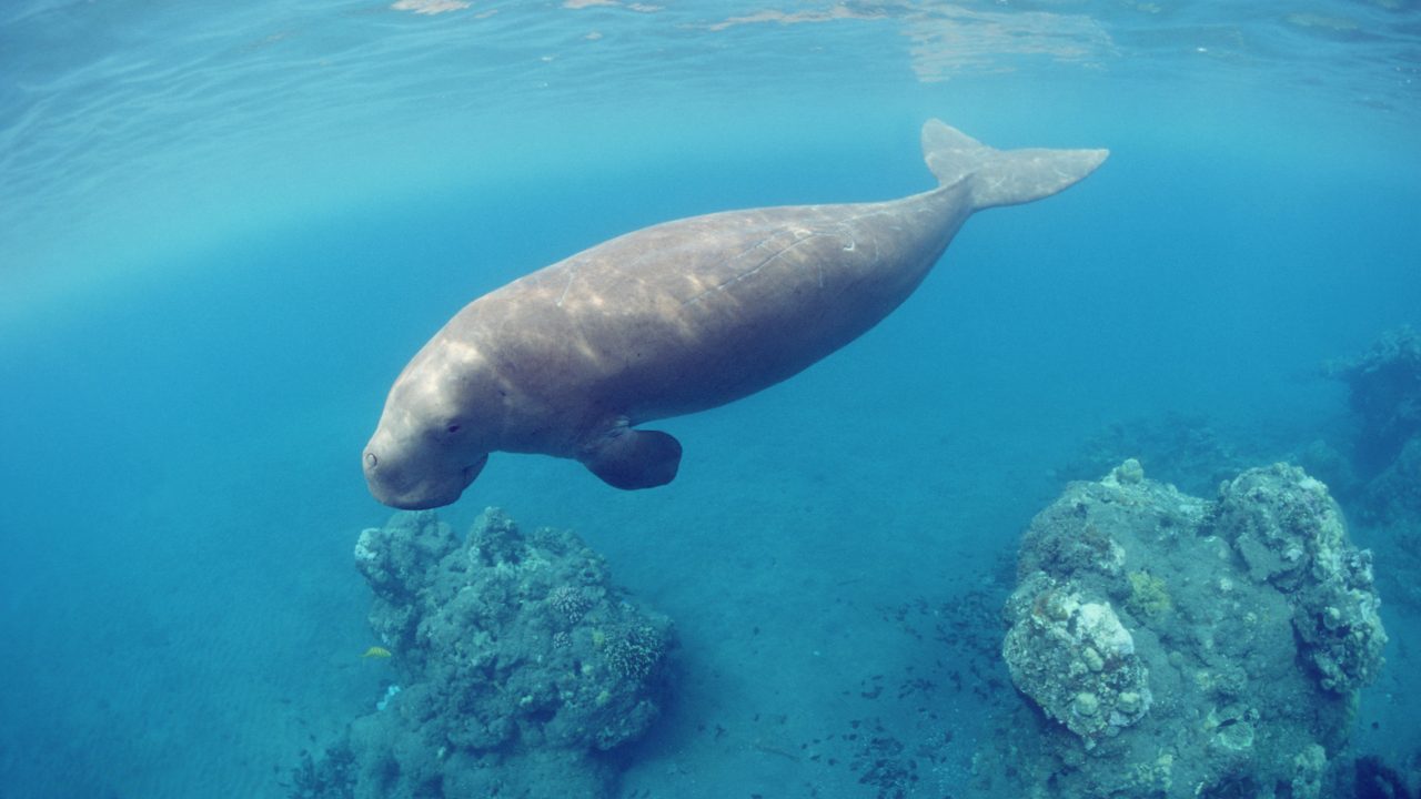 https://livehealthymag.com/wp-content/uploads/2022/02/Dugongs-population-in-Abu-Dhabi-is-the-worlds-second-largest-1280x720.jpg