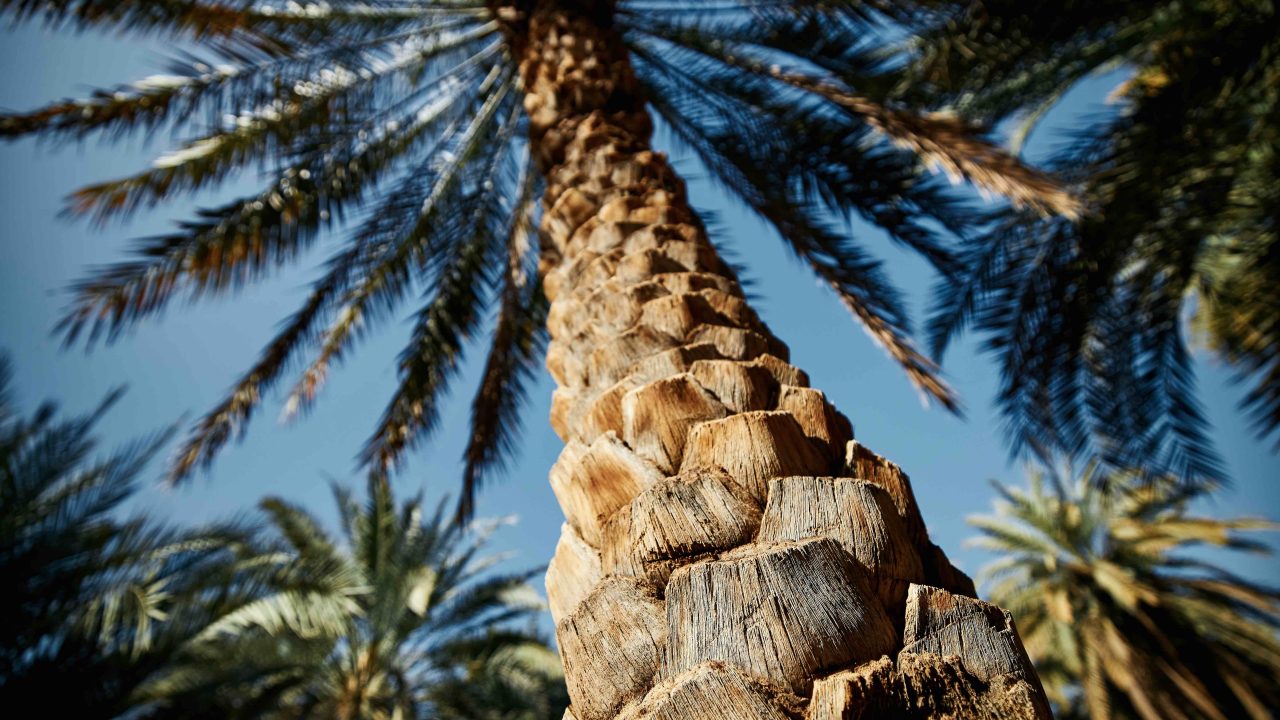 https://livehealthymag.com/wp-content/uploads/2022/04/date-palm-trees-1280x720.jpg