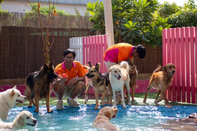 Urban Tails dog friendly Dubai UAE