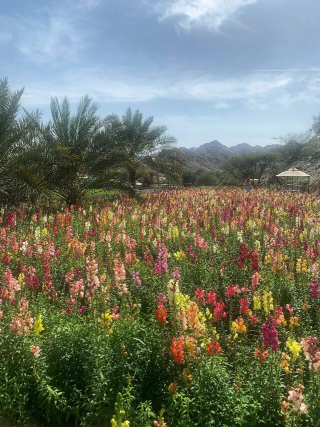 UAE Flower Farm