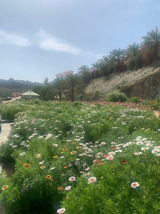 UAE Flower Farm